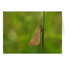 Peace Greeting Card