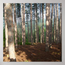 Peaceful Woods Poster