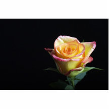 Peach Rose Acrylic Cut Outs