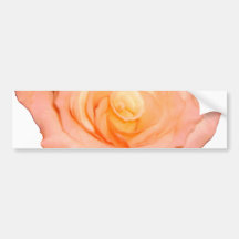 Peach Rose Bumper Stickers