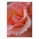 Peach Rose Card Custom Wildflower Greeting Card
