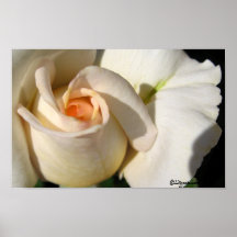 Peach White Rose Bud Poster