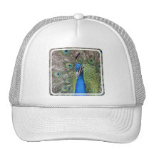 Peacock Baseball Hat