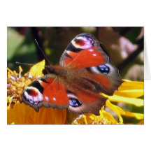 Peacock beauty greeting card