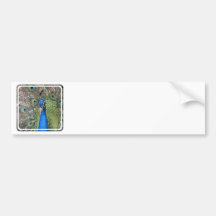 Peacock Bumper Stickers