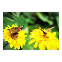 Peacock butterflies - Invitation
