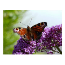Peacock Butterfly 2 Postcard