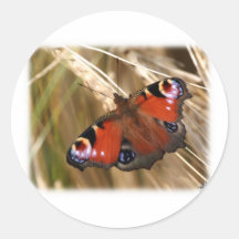 Peacock Butterfly 9Y417D-007 Round Sticker