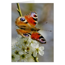 Peacock Butterfly - Butterfly On Hawthorn Flower - Cards