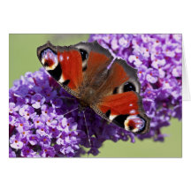 Peacock Butterfly Card