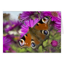 Peacock Butterfly Cards