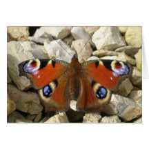 Peacock Butterfly, England Card
