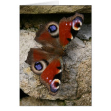 Peacock Butterfly, England Cards
