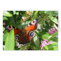 Peacock Butterfly Greeting Card