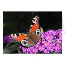 Peacock Butterfly Greeting Cards