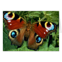 Peacock butterfly greeting cards