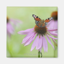 Peacock butterfly (Inachis io) drinking nectar Magnets