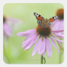 Peacock butterfly (Inachis io) drinking nectar Square Stickers