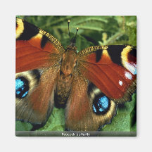Peacock butterfly magnets