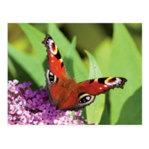 Peacock Butterfly on Buddleia Photo Postcards