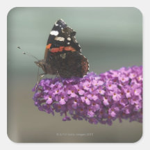 Peacock butterfly on flower square stickers