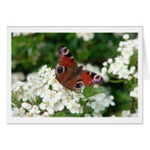 Peacock Butterfly on wild flower Greeting Card