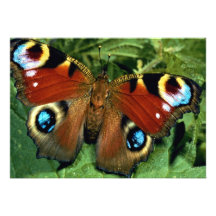 Peacock butterfly personalized announcements