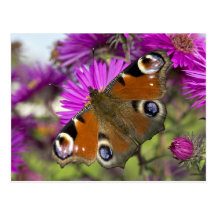 Peacock Butterfly Post Cards