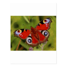 PEACOCK BUTTERFLY POST CARDS