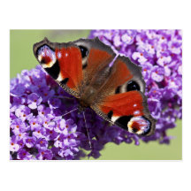 Peacock Butterfly Postcard