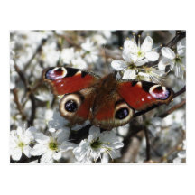 Peacock Butterfly Postcard