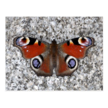 Peacock butterfly postcard