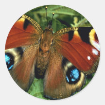 Peacock butterfly stickers