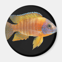 Peacock Cichlid Fridge Magnets