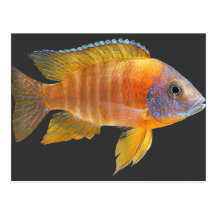 Peacock Cichlid Postcards