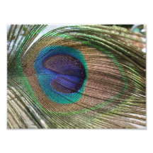 peacock feather photo print