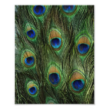 Peacock Feather Print Photo Print