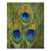 Peacock Feathers Art Photo
