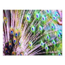 Peacock Feathers Art Photo