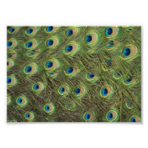 Peacock Feathers Pattern Photograph