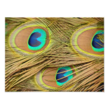 Peacock Feathers Photo
