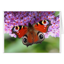 Peacock Greeting Card