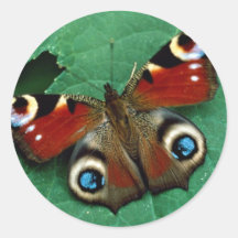 Peacock, Inachis io Sticker