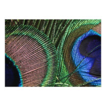 Peacock Invitation
