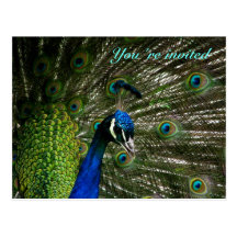 Peacock invitation postcard