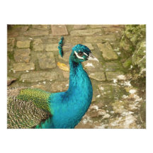 Peacock Photo Print