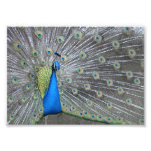 Peacock Photograph