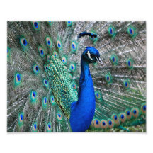 Peacock Photograph