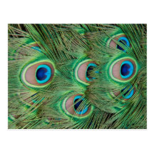 Peacock plumage postcard