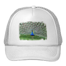 Peacock Plume Baseball Hat